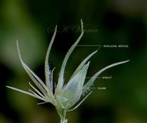  Spikelet and Involucral bristles